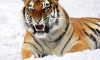 Амурский тигр, доставленный в хоспис под Петербургом,  не сможет вернуться на волю