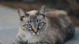 Забег петербургских котов пройдет 3 июля на Дворцовой ...