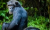 Шимпанзе используют насекомых для лечения ран 