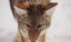 В Ленобласти охотники подстрелили 50 волков 