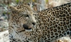В Индии два леопарда ранили трех человек