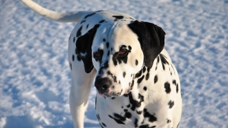 Петербуржцы смогут привить домашних собак от бешенства без очереди до конца года