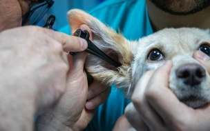 Центр ветеринарии откроется на Лиговском проспекте уже этой осенью