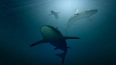 В Карибском море за 7 тыс. лет численность акул сократил ...