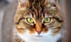 Здоровье котов из Эрмитажа застраховали на год