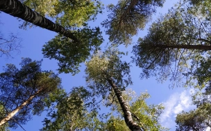 В Петербурге с 26 апреля запрещено посещать лесопарковые зоны и разводить огонь