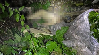 Житель Нового Девяткино обнаружил труп женщины в кустах