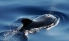 В Египте нашли останки четырёхлапого кита, его череп напоминает голову Анубиса 