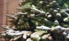 В Ленобласти разрешили бесплатно рубить ёлки к Новому году
