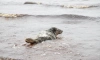 Двух спасенных тюленей вернули в Финский залив