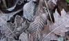 Ночью 21 ноября в Ленобласти температура местами опустится до -19 градусов