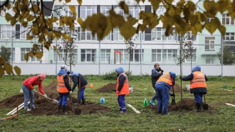 На прошлой неделе в Петербурге высадили более 1100 деревьев и 3700 кустарников