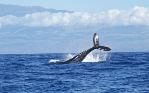 Ученые нашли неизвестную ранее популяцию синих китов 