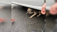 Петербургские автомобилисты защитили щенка на ЗСД