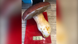 Биолог Глазков предостерег от употребления грибов-гигантов в пищу
