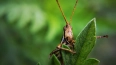 Ученые нашли в Уганде новый вид редкого насекомого