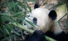 Бактерии кишечника помогают пандам набирать вес на растительной диете  