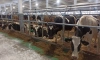 В Ленобласти открыли новый молочный комплекс