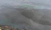 Росприроднадзор начал искать источник нефтяных пятен в Неве на Васильевском острове