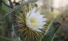В Ботаническом саду СПбГУ распустился кактус "Царица ночи"