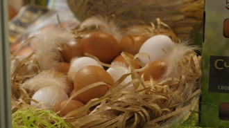 Эксперт рассказал, чего ожидать от цен на яйца