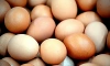 В Ленобласти объяснили рост цен на яйца политикой ретейлеров