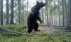 Фотоловушка в Ленобласти запечатлела огромного медведя