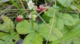 В октябре под Петербургом вновь нашли летние ягоды