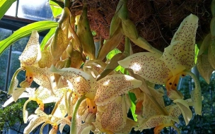 В Ботаническом саду Петра Великого цветет редкий вид орхидеи