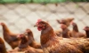 В Ленобласти могут закрыть птицефабрику из-за снижения объемов производства