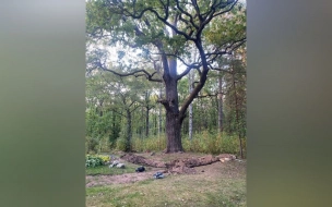 В Петербурге стартовала доследственная проверка после обнаружения останков в парке "Дубки"