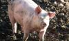 В африканский Габон отправят 83 тонны свиных копытцев из Ленобласти