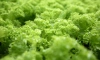 Ленобласть лидирует по выращиванию салатов и зелени в РФ