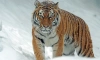 В Ленинградском зоопарке запустили новогодний квест про тигра