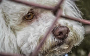В психбольнице имени Кащенко сотрудники спасают собак Найду и Шарика