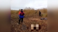 Спасатели Ленобласти нашли скелет человека в Ладожском ...