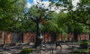 В Кронштадте отремонтируют "Дерево желаний" и пешеходную зону в Безымянном переулке