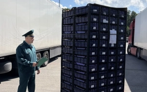 Петербургская таможня зафиксировала въезд 17,5 тыс. тонн плодовоовощной продукции из-за рубежа