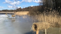 На водоемах в Выборгском районе Ленобласти установили искусственные гнезда для уток