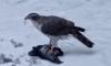 Фото: ястреб растерзал голубя в Приморском районе