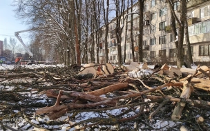 На севере Петербурга вырубили пять больных графиозом вязов