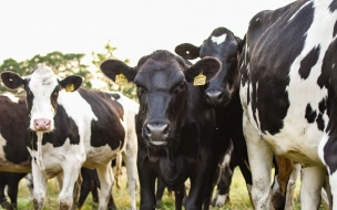 В Тосненском районе трое кочевников пытались украсть крупный рогатый скот