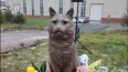 На городском кладбище животных в Петербурге открыли ...