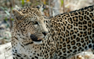 В Индии два леопарда ранили трех человек