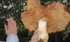 Петербуржцев удивили гигантские грибы в Ленобласти