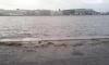 Уровень воды в Неве поднялся до  критических отметок