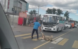 В Янино местный житель тащил барана за ногу по проезжей части