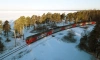 Хозяйка выброшенного из поезда в Кирове кота требует уволить проводницу