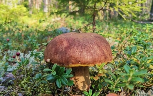 Стало известно, каким будет грибной сезон в этом году в Петербурге