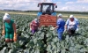 В Ленинградской области собраны первые 30 тонн ранних овощей